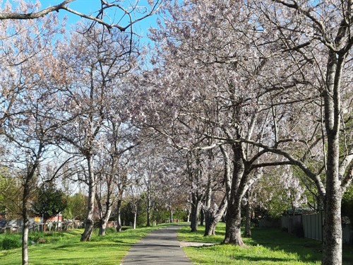 Rail Trail In Bright